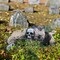 65 Inch Halloween Decorations Skeleton, Halloween Prop for Halloween Outdoor, Lawn, Yard, Patio Decoration, Graveyard Haunted House Decorations